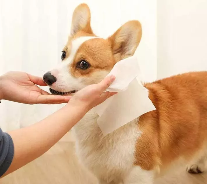 Toallitas de limpieza de mascotas: una opción conveniente para el cuidado de mascotas