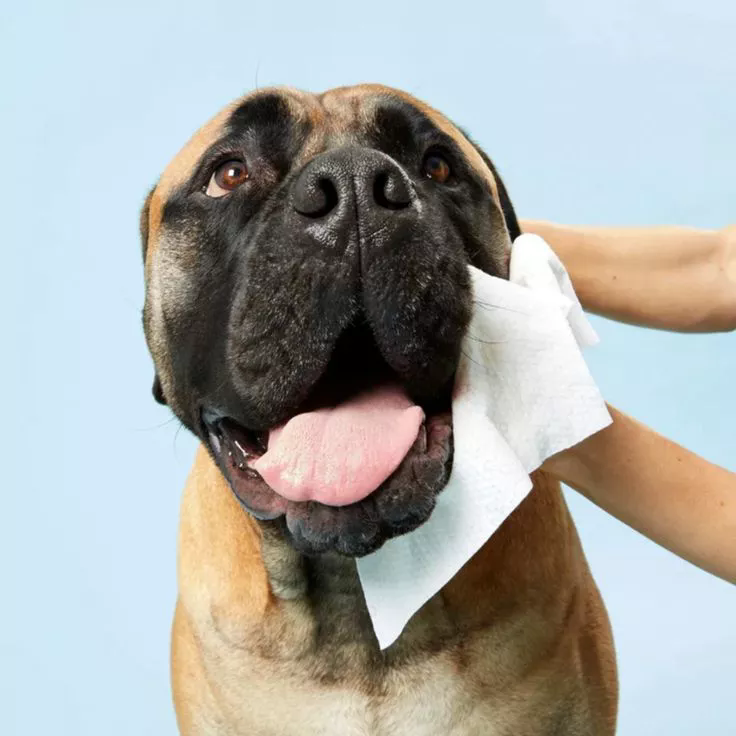 Toallitas de mascotas baratas a granel: asequibles, seguras y personalizables para marcas globales