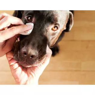 Toallitas húmedas para ojos de mascotas