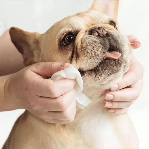 Toallitas para mascotas para perros